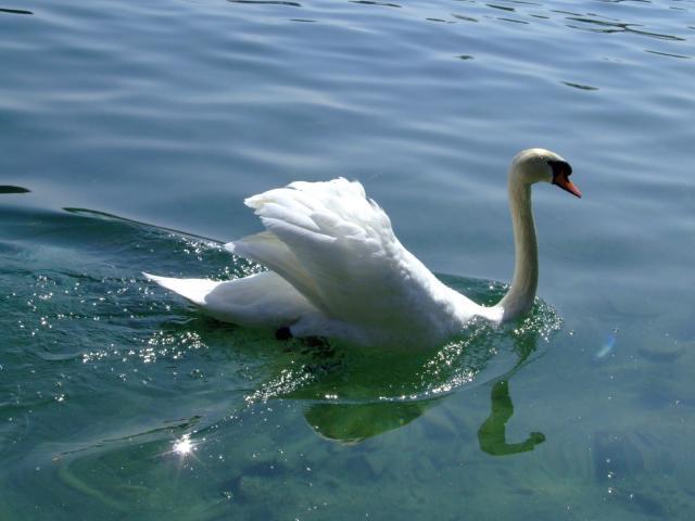 Swan in Luzern
