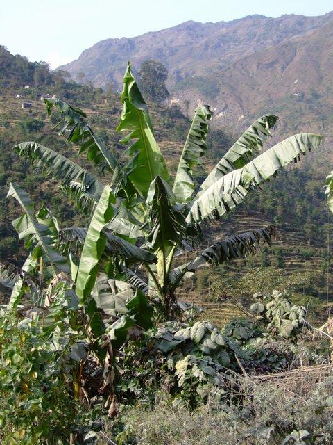 palmtrees in the afternoon!