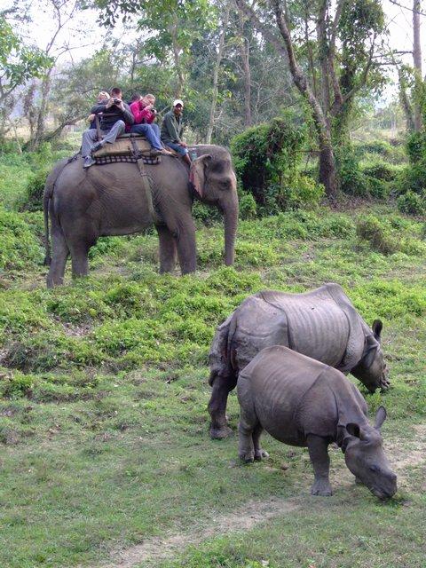 Elephant safari