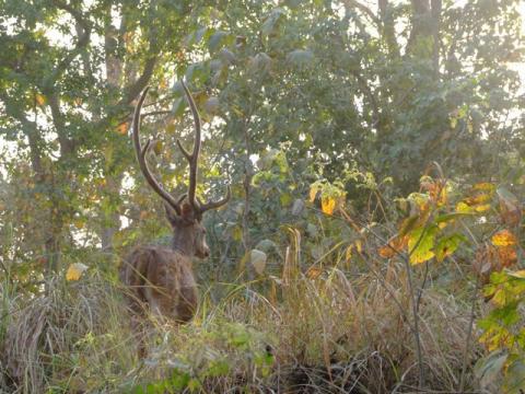 Corbett national park