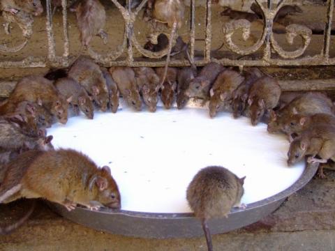 they're no rats.. they're poets