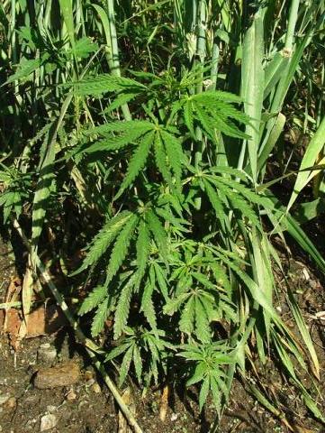 You'll see those everywhere