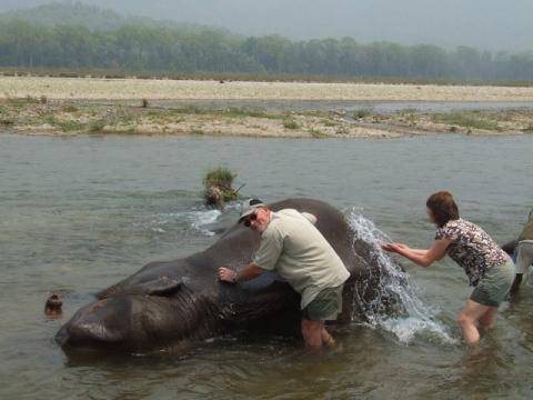 mum & dad, washing a elephant