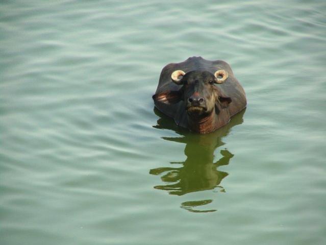 waterbuffalo