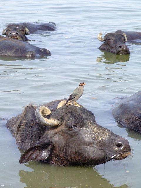 the Buffalo and the Bird