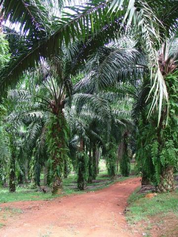 through the palm-plantations