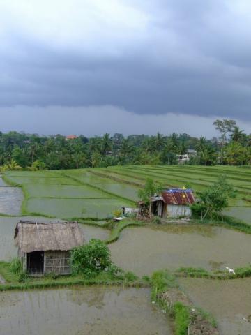 rice paddys