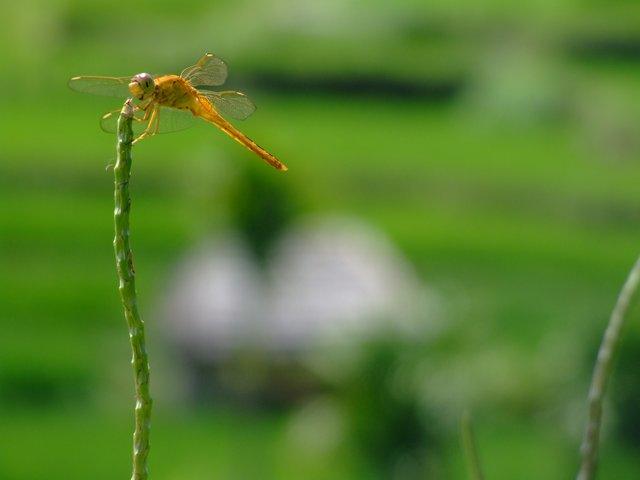 dragonfly