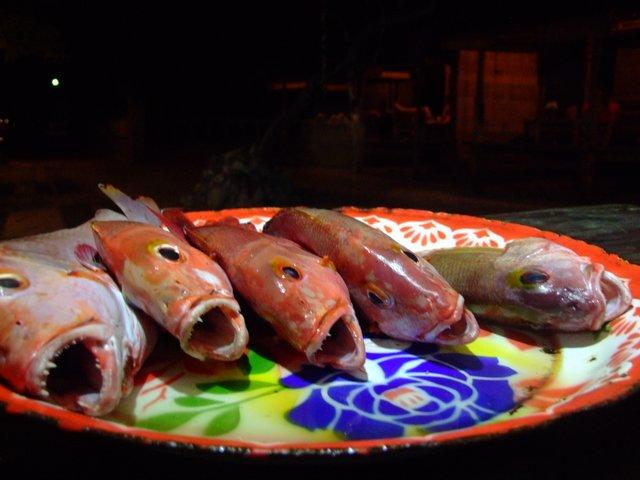 saw them swimming earlier