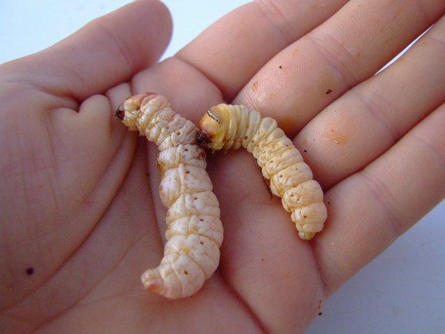 witchety grub