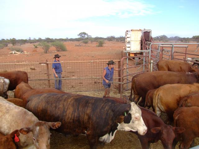 rounding up cattle