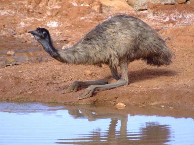 thirsty emu