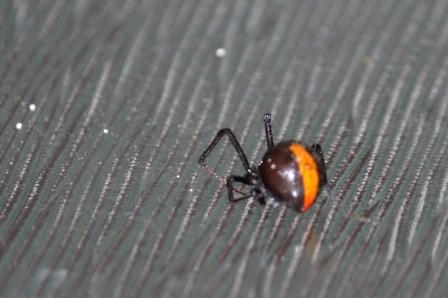 red back spider