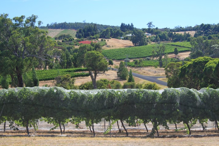 wineries and hills