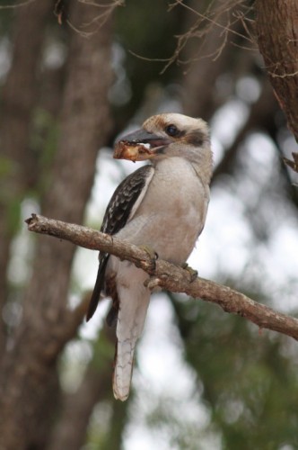 kookaburra