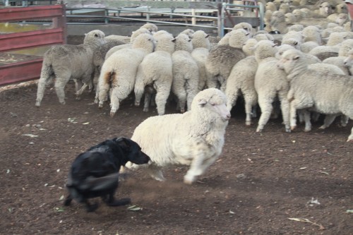 sheep dog at work