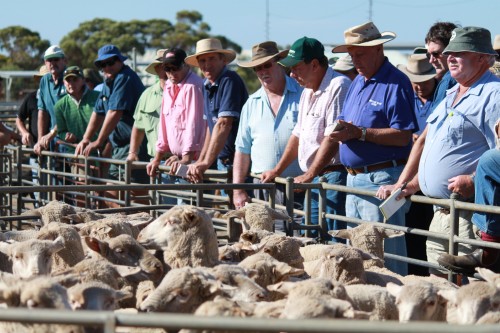 Sheep sale