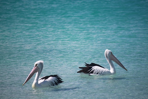 Pelicans