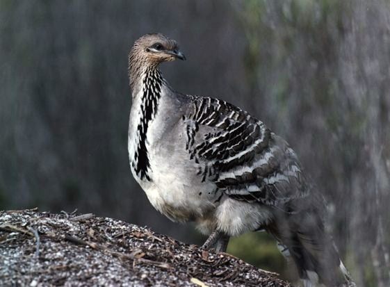 malleefowl
