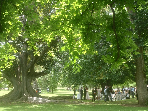 a wedding in the park, Adelaide