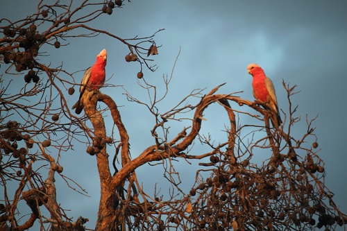 Pink Galahs