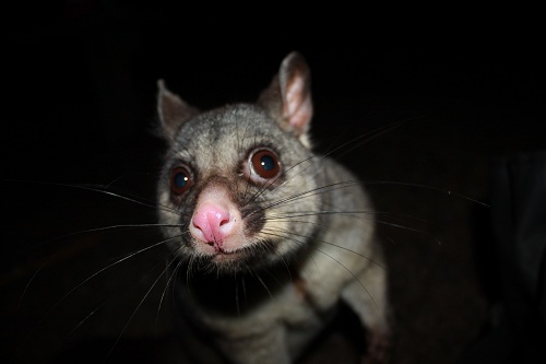 cheeky possum