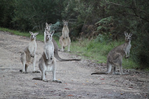 Curious Kangaroos