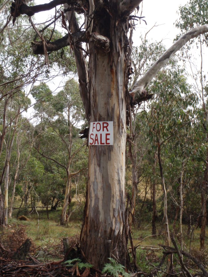 Tree for sale...?