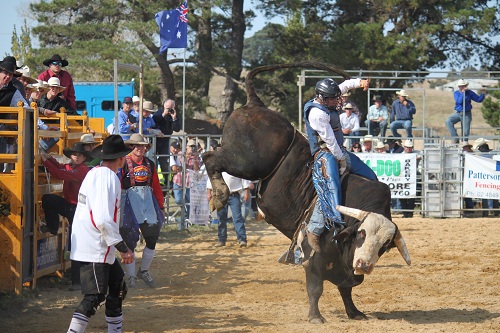 Bucking Bull