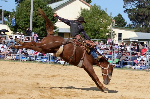 Bucking Horse