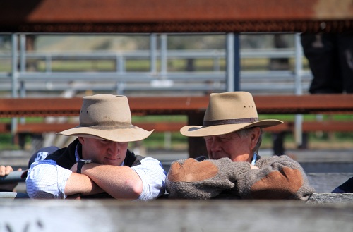 talking progress at the sale-yards