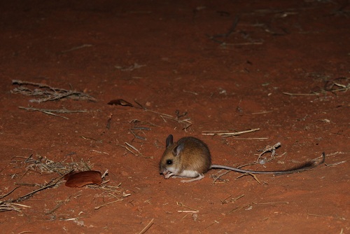 Spinefex Hopping Mouse