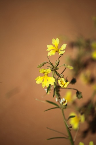 Little Yellow Flower