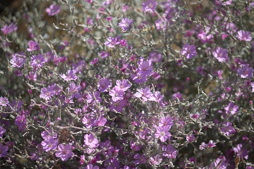 Pretty Purple Flowers