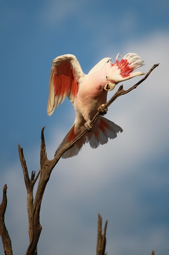 cockatoo