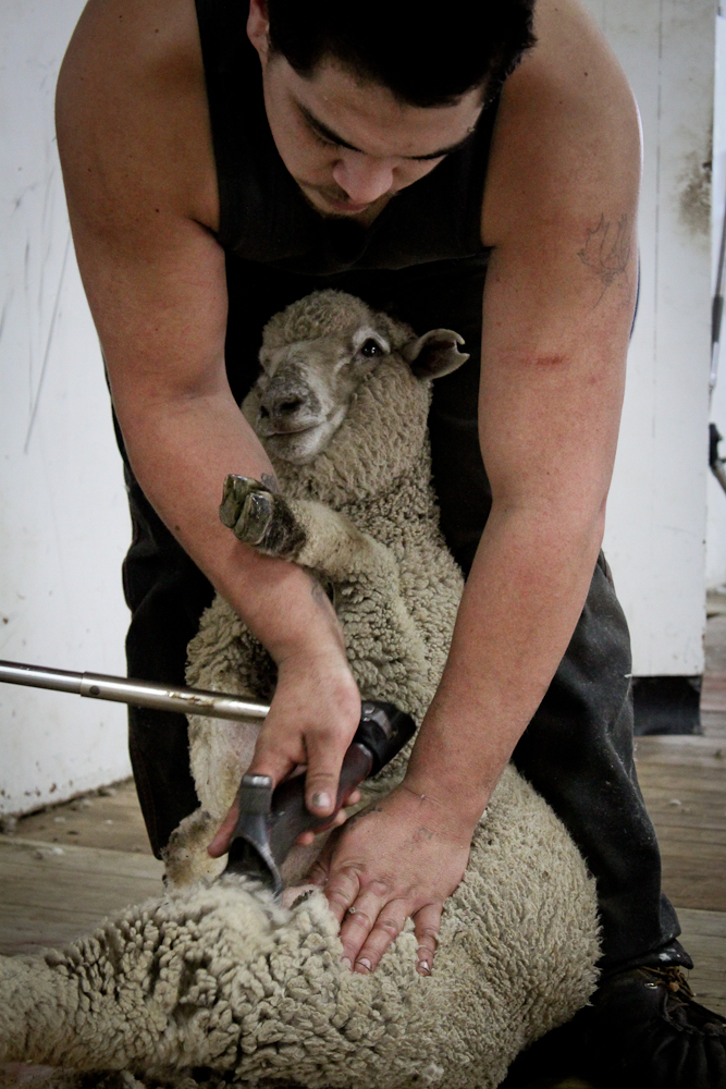 Shearer Shearing