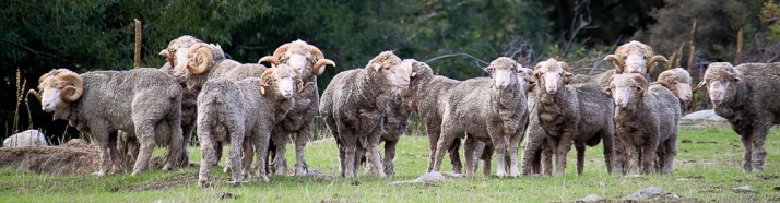 New Zealand Sheep