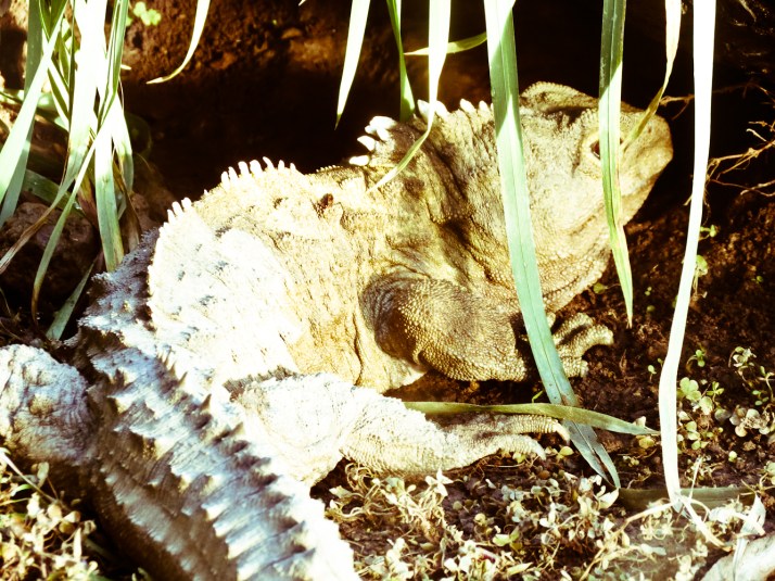 Harry the Tuatara