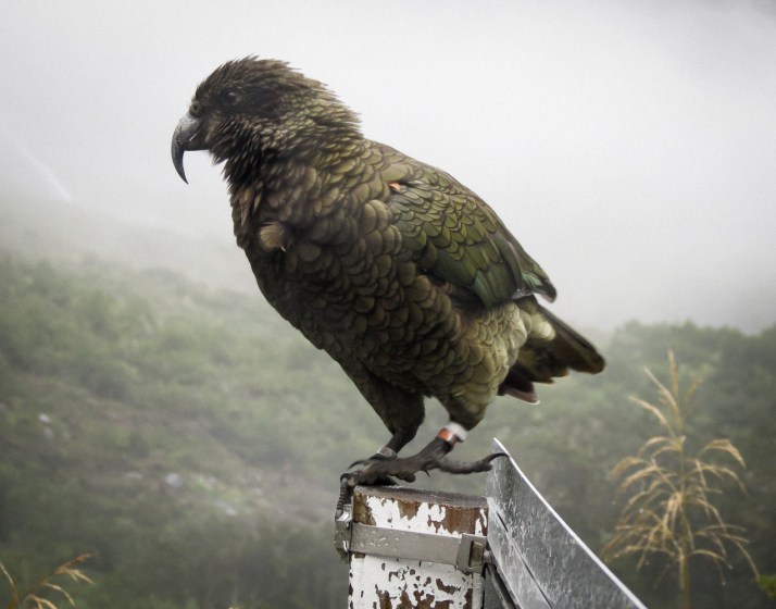 Kea