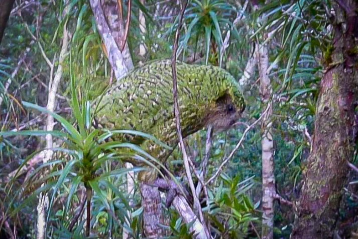Trevor the Kakapo