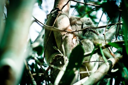 Koala