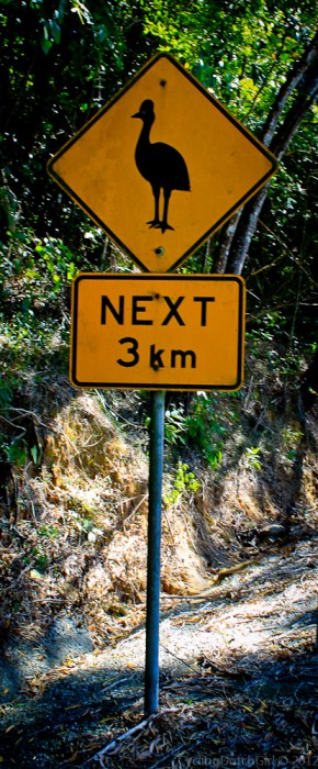 Cassowary coming up