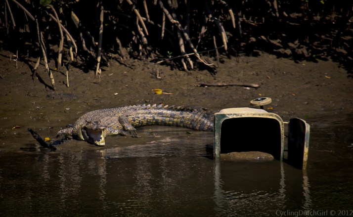 The Croc and the Wheelie Bin