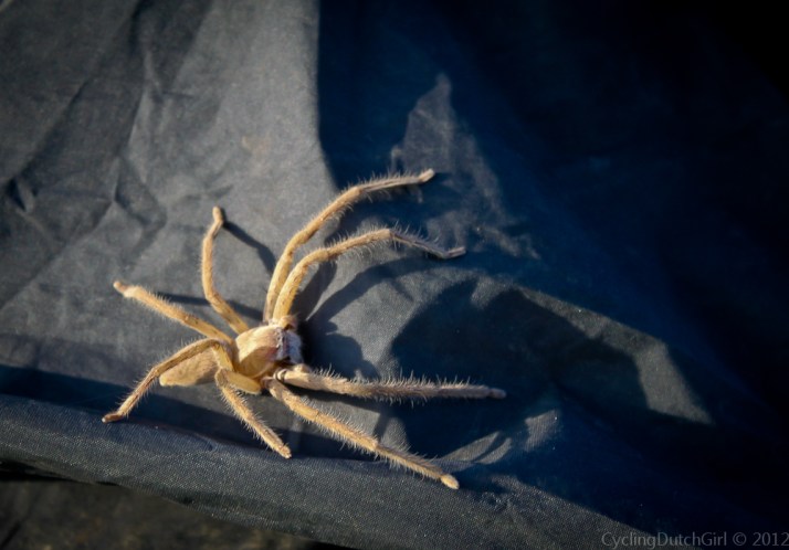 Odd Spider on my tent