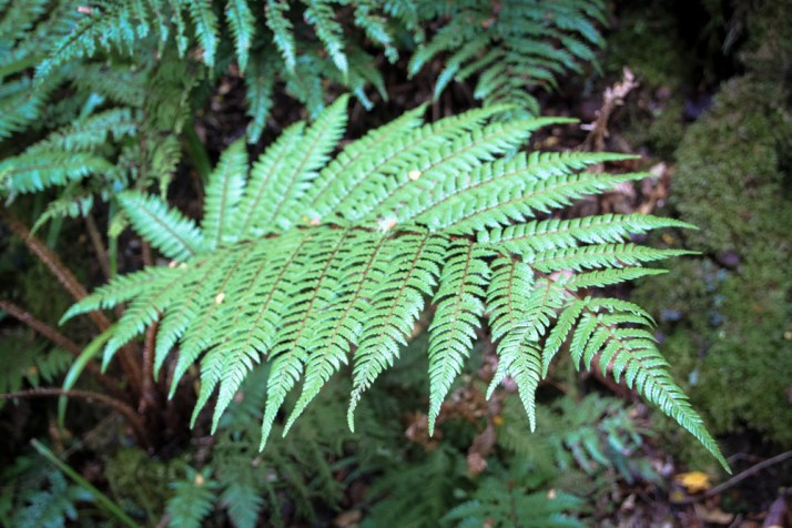 Fern