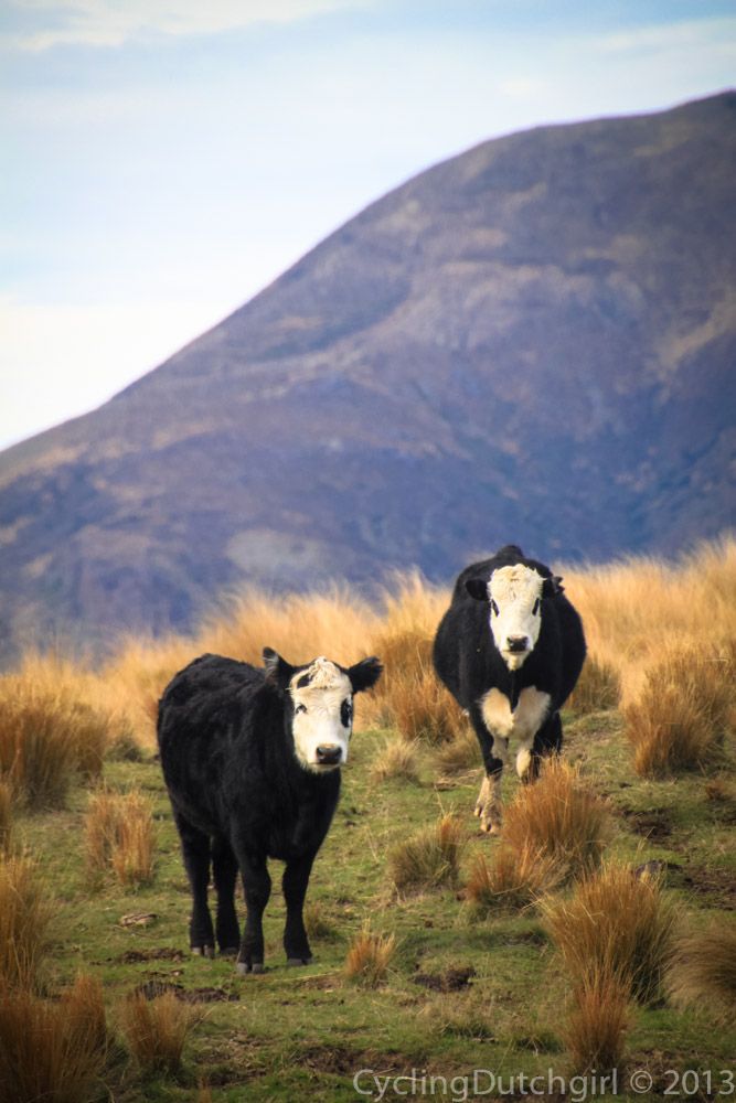 High country Cattle