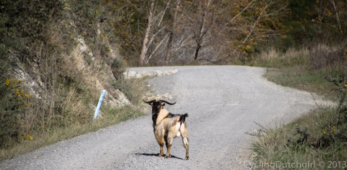 Goats on the road