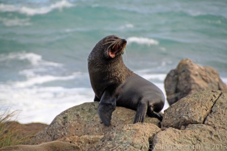 Seal