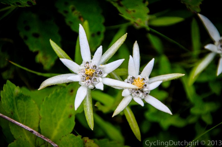 Edelweiss