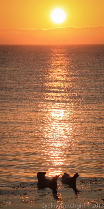 Seals and sun
